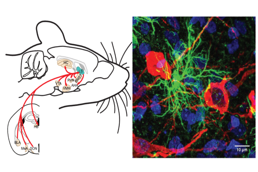 Left side: A schematic diagram of a rodent brain highlighting key regions involved in neural connectivity. Labeled areas include the hippocampus (HC), lateral septum (LS), paraventricular nucleus (PVN), ventromedial hypothalamus (VMH), anterior hypothalamus (AH), ventral tegmental area (VTA), basolateral amygdala (BLA), medial amygdala (MeA), supraoptic nucleus (SON), and HB. Red lines represent neural pathways linking these regions. Right side: A high-resolution microscopic image of neural tissue, the scale bar represents 10 micrometers.