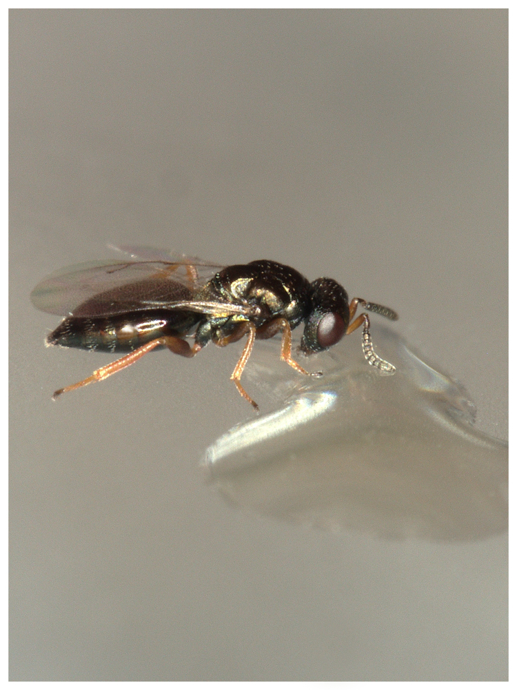 eine Wespe in Nahaufnahme