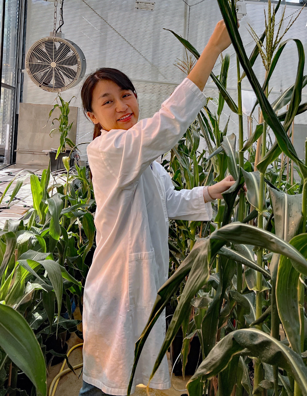 Eine junge Frau in einem Laborkittel steht in einem Gewächshaus. Ihre Hände bearbeite eine Maispflanze. (öffnet Vergrößerung des Bildes)