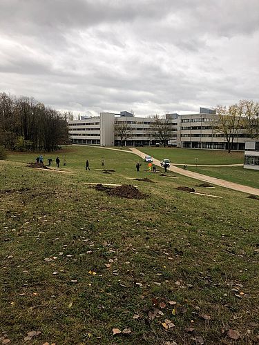 Ausgrabungen der Löcher zur Bepflanzung der Streuobstwiese auf dem Campus.