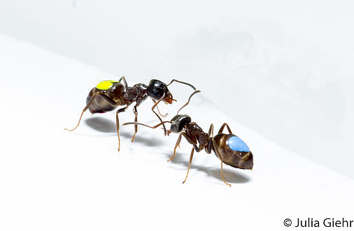 One ant with a yellow spot and one with a blue spot on its back.
