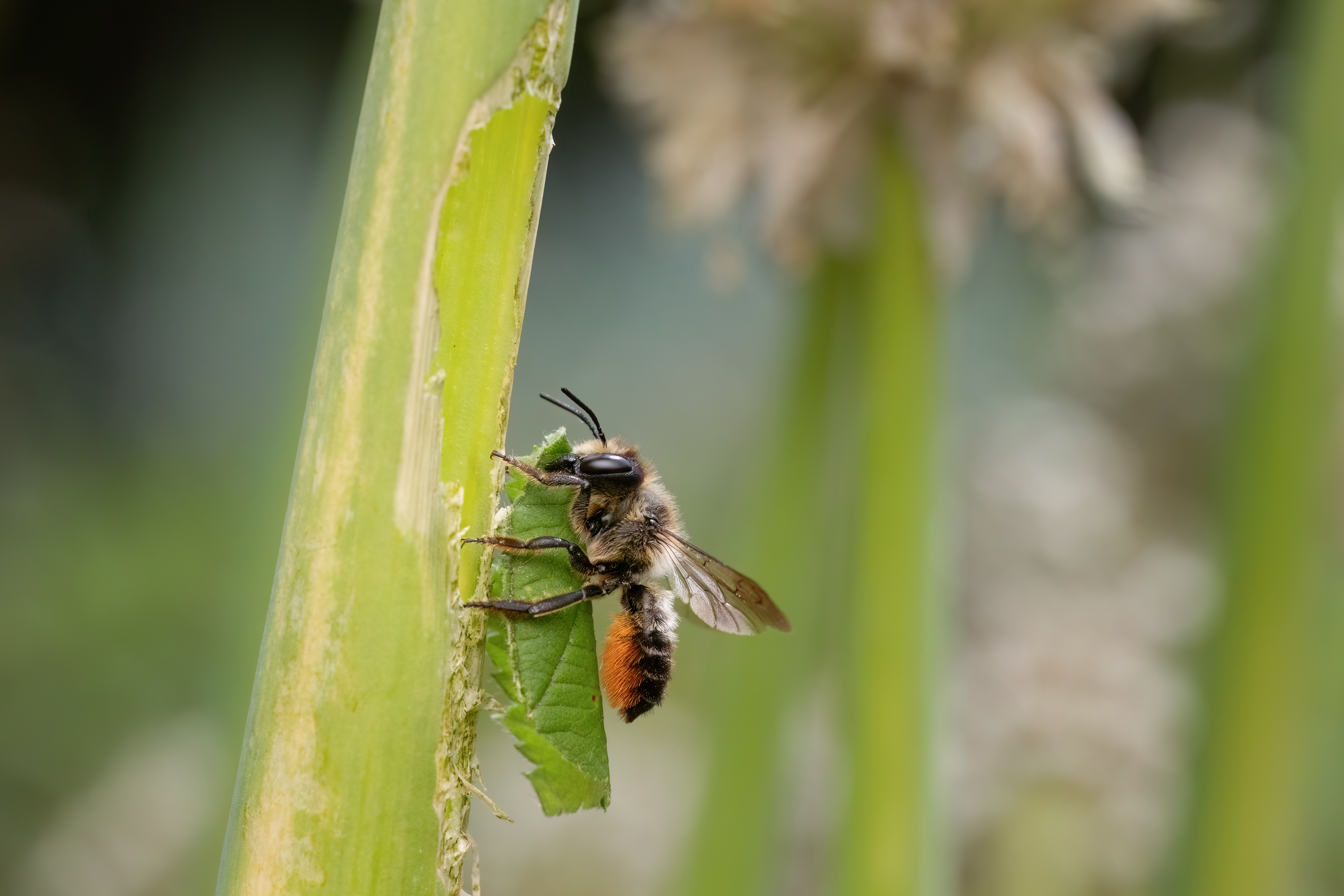 Biene sitzt mit Stück Blatt in den Schneidewerkzeugen an einem grünen Pflanzenstängel. (öffnet Vergrößerung des Bildes)