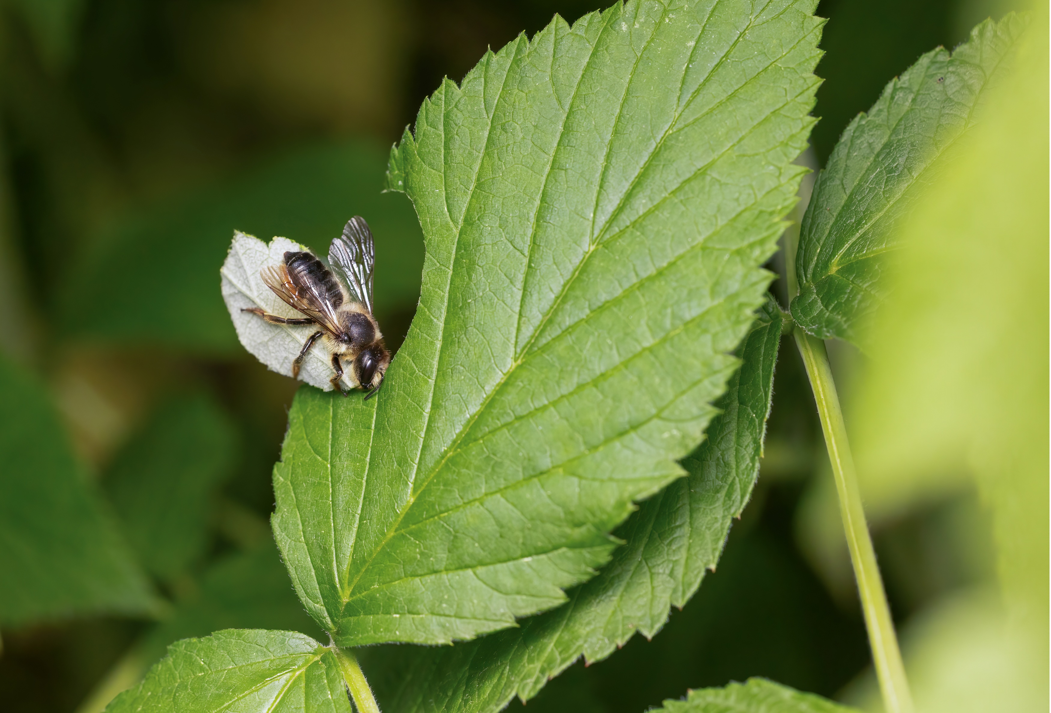 Eine Biene schneidet sich ein Stück aus einem grünen Blatt heraus. (öffnet Vergrößerung des Bildes)