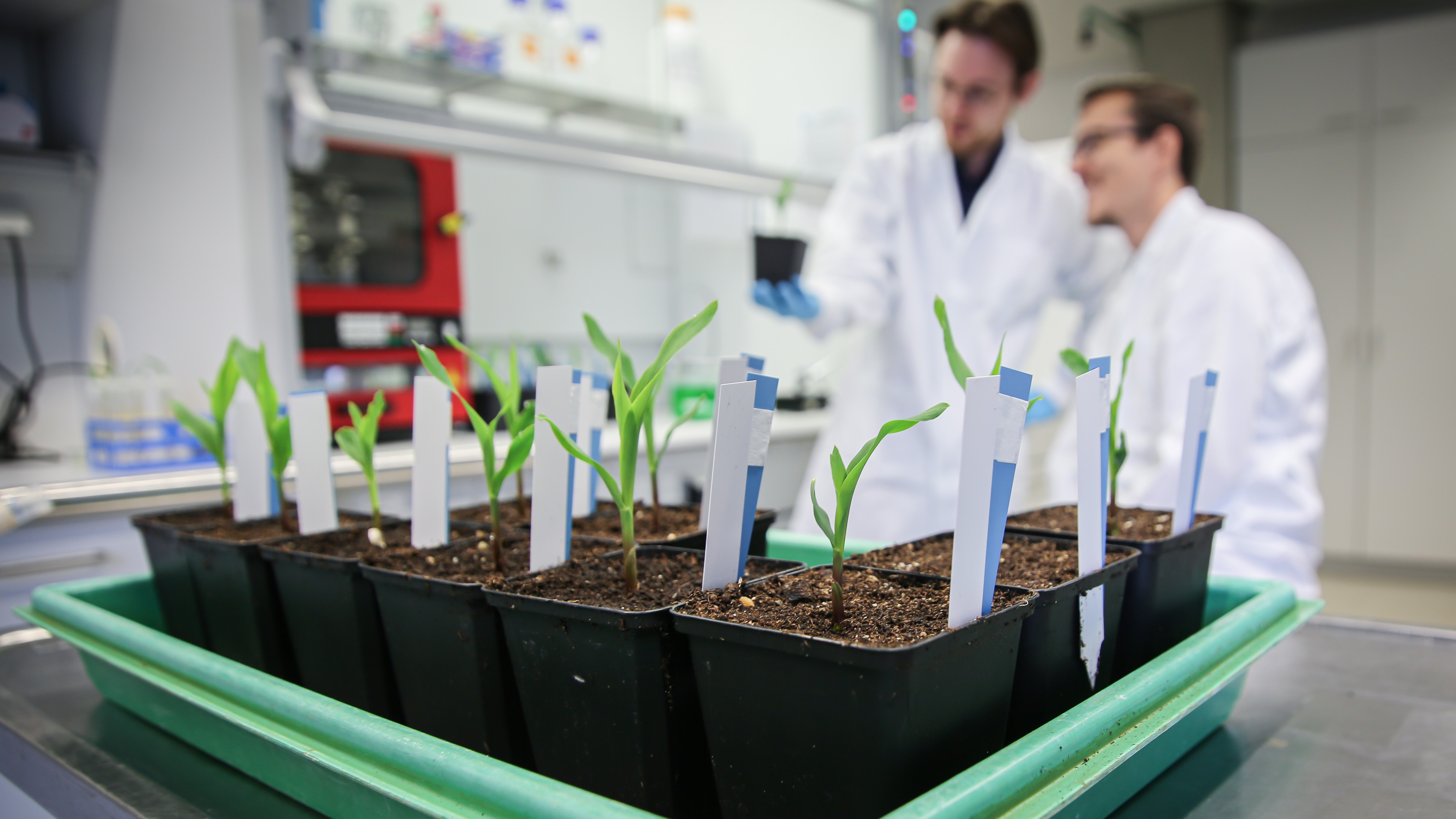 Pflanzen im Labor
