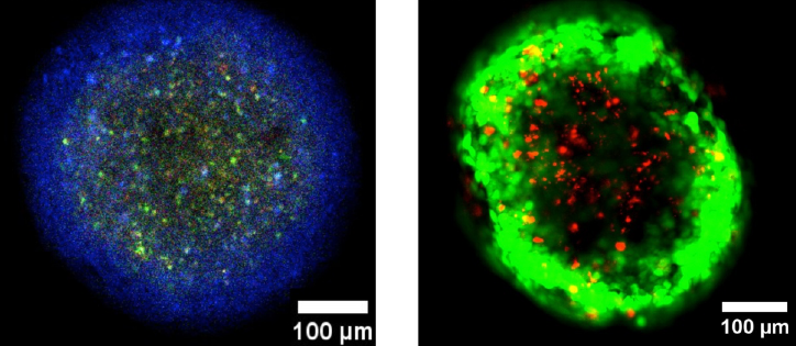 Markierung mit Fluoreszenz-Farbstoff